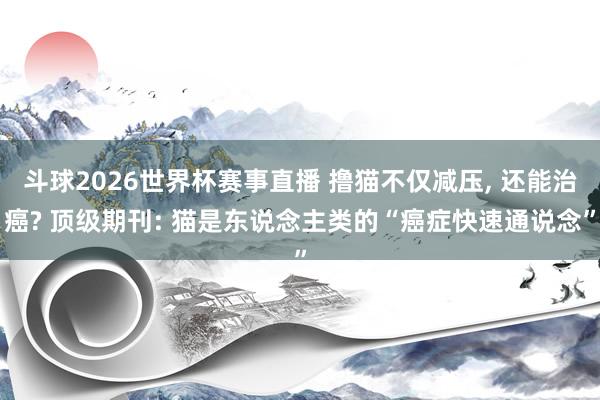 斗球2026世界杯赛事直播 撸猫不仅减压, 还能治癌? 顶级期刊: 猫是东说念主类的“癌症快速通说念”